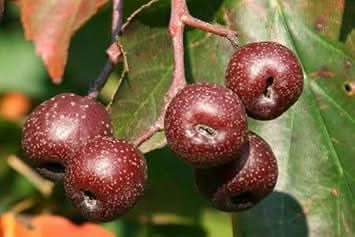 Sorbus Fruit Seeds , Beautiful Tree for Edible Berries and Ornamental Plants