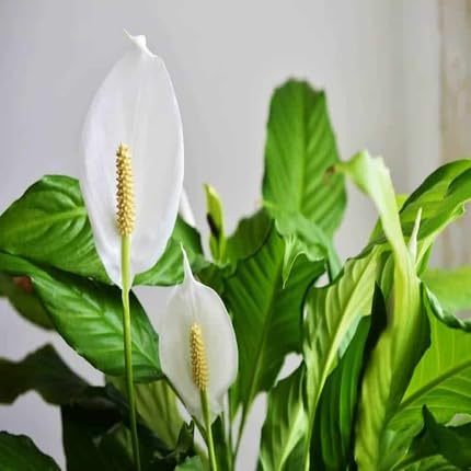 White Spathiphyllum Flower