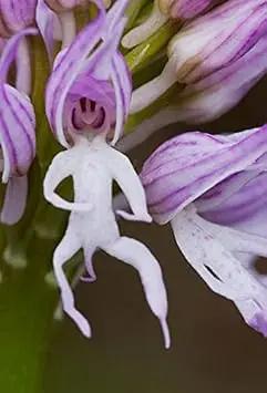 Orchis Italica Flower Seeds for Planting - 100 Dhara Seeds