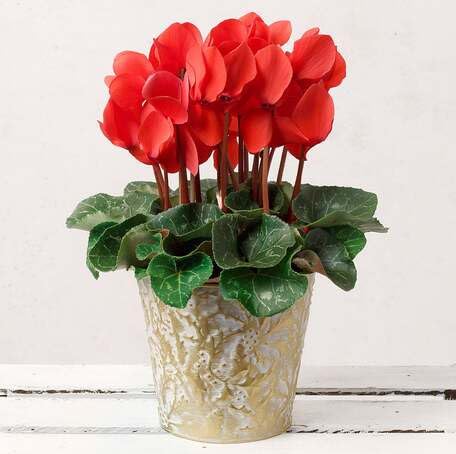 Red Cyclamen Flower - Heirloom, Non - Gmo Seeds