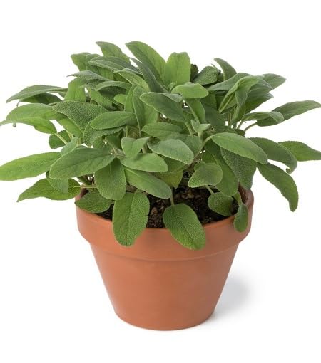 Green Sage
