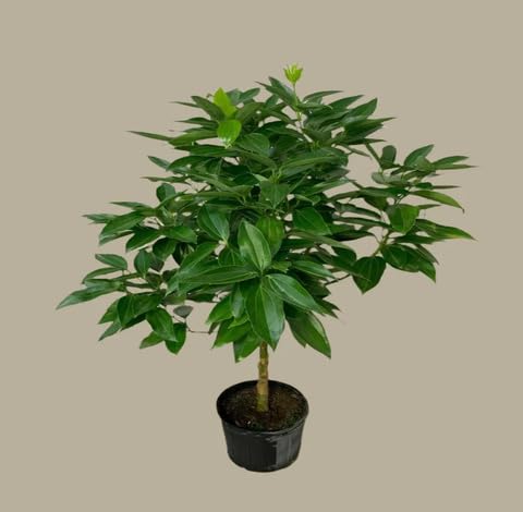 Green Cinnamon Tree - Heirloom, Non - Gmo Seeds
