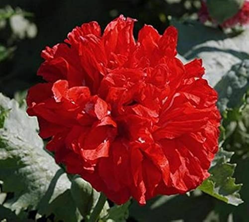 Chinese Peony Flower Seeds (Paeonia lactiflora) – Seeds for Growing Red Peonies in Your Garden or Pots