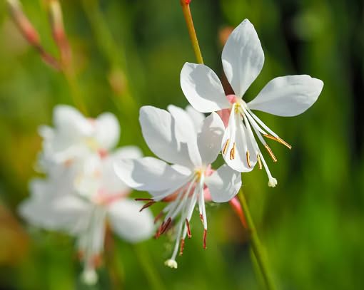 White Gaura Lindheimeri Flower - Heirloom, Non - Gmo Seeds