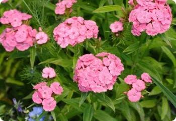 Light Pink Dianthus Flower Seeds for Planting, 100