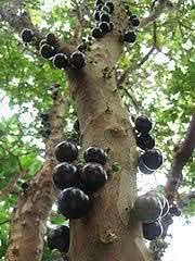 Jaboticaba Fruit Seeds   Unique Brazilian Grape Tree for Home Growing