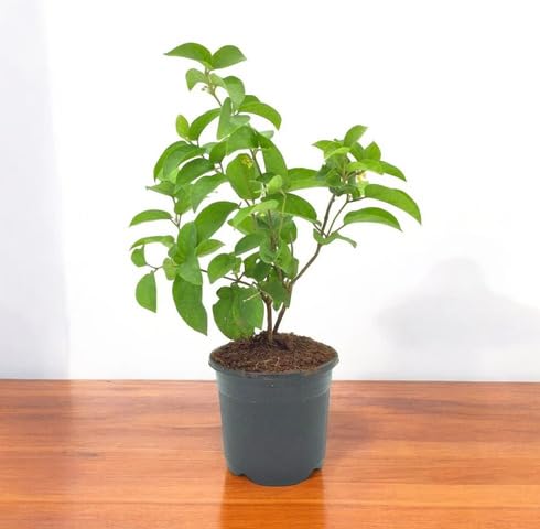 Green Gymnema - Heirloom, Non - Gmo Seeds