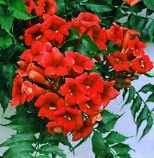 Rare Dark Red Hummingbird Trumpet Vine Seeds