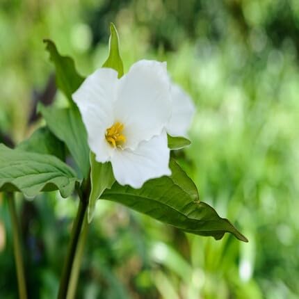 White Trillium Erectum Flower - Heirloom, Non - Gmo Seeds