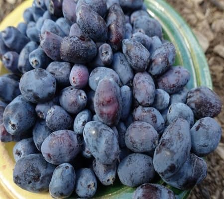 Haskap Fruit - Heirloom, Non - Gmo Seeds