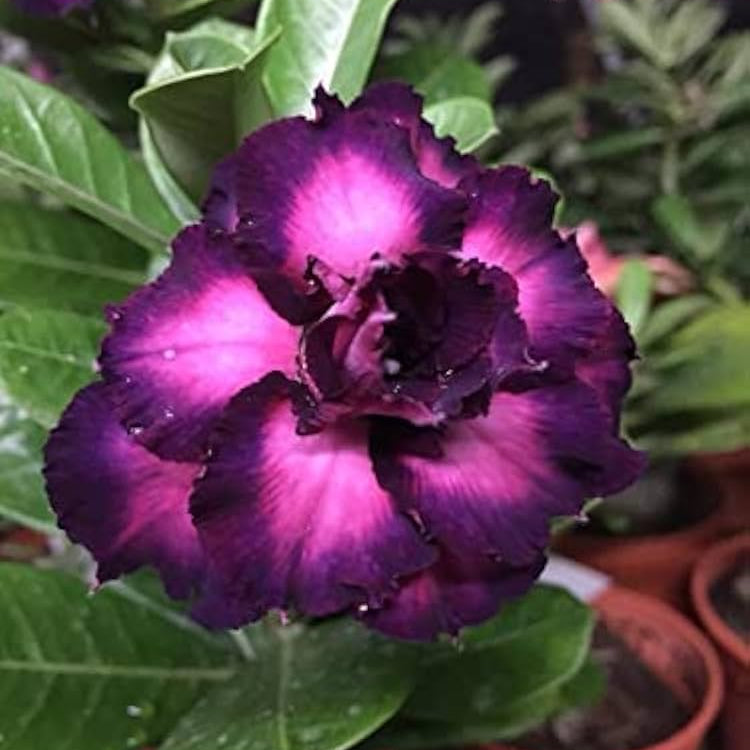 Purple Double Violet Desert Rose Seeds for Planting Adenium Flower – Heirloom, Non-GMO