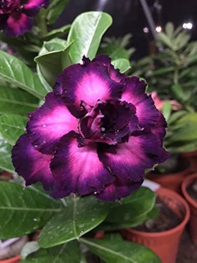 Desert Balcony Red Flower Seeds Ornamental Potted Plants Grow