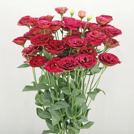 Red Eustoma Flower - Heirloom, Non - Gmo Seeds