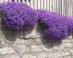 Heirloom Non-GMO Cascade Flower Seeds for Garden Planting – Flowing Vibrant Blooms for planting in your garden.