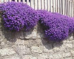 Heirloom Non-GMO Cascade Flower Seeds for Garden Planting – Flowing Vibrant Blooms for planting in your garden.