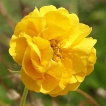 Yellow Avens Sunrise Flower Seeds for Planting – Organic, Heirloom, Non-GMO Garden Seeds