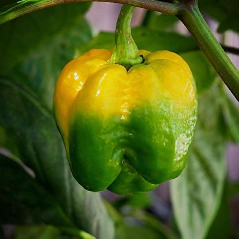Trinidad Moruga Scorpion World’s Hottest Pepper Plant Seeds