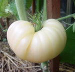 Great - White for planting in home garden