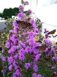 Liatris Flower Seeds for Planting - NON GMO Seeds Dhara Seeds