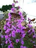 Liatris Flower Seeds for Planting - NON GMO Seeds Dhara Seeds
