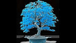 Blue Japanese Bonsai Maple Tree Heirloom Non Gmo Image
