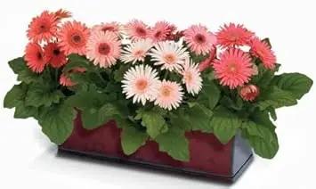 Orange Gerbera Jamesonii Flower Planting Seeds for Garden NON GMO Seeds Dhara Seeds