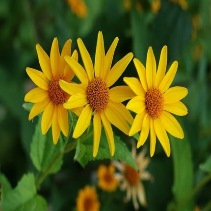 Heliopsis Flower - Heirloom, Non - Gmo Seeds