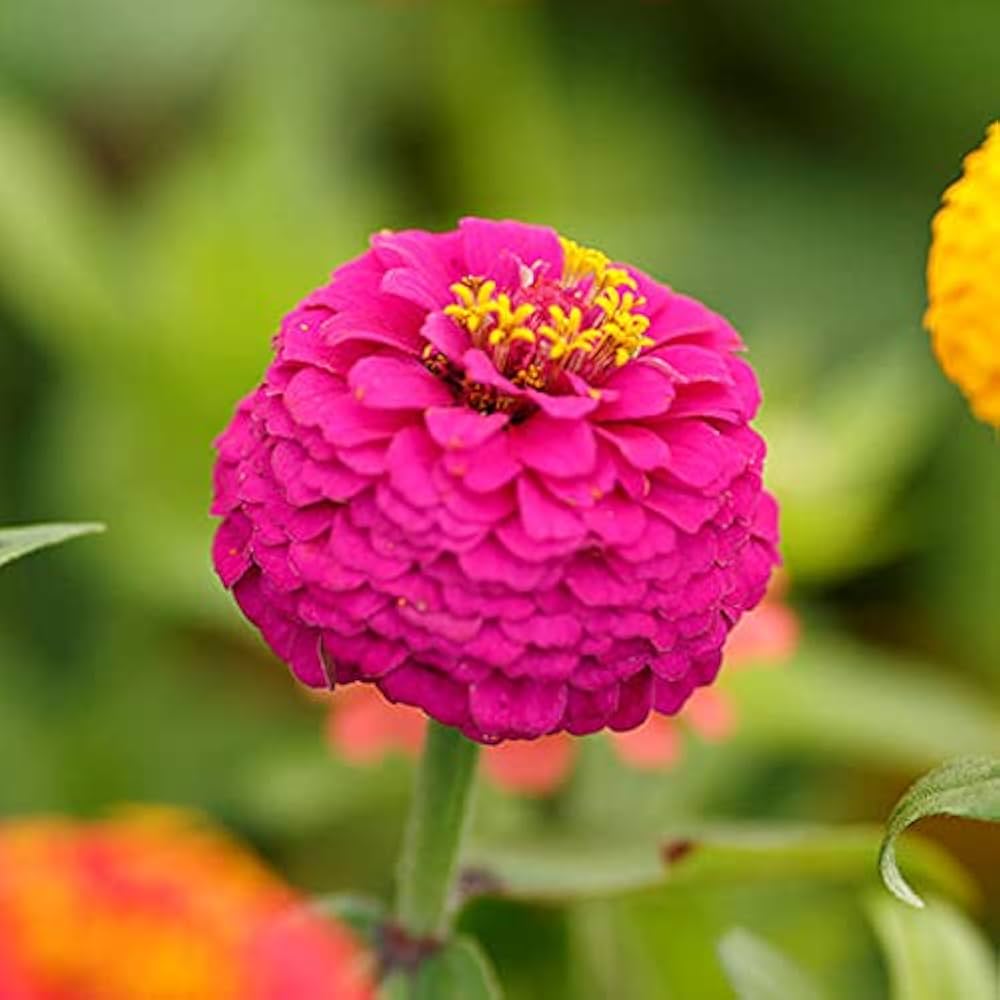 Zinnia Zinnia Elegans Bright Giant Flower Seeds for Planting – Perfect for Large Flower Beds and Seasonal Displays