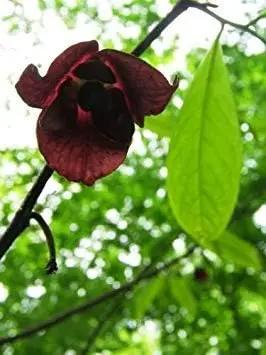 Green Asminia Triloba Plant Seeds for Planting - NON GMO Seeds Dhara Seeds