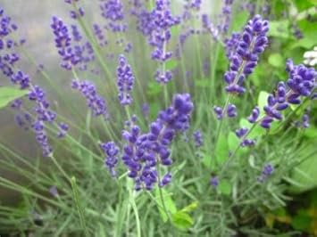 Heirloom Lavender Seeds – Non-GMO Herb Seeds for Planting