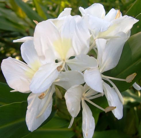 White Hedychium Flower - Heirloom, Non - Gmo Seeds