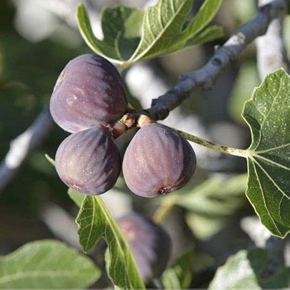 Ficus Neverella Fig Seeds