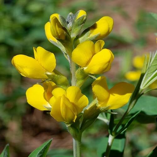 Lathyrus Flower Yellow - Heirloom, Non - Gmo Seeds