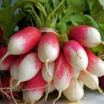 French Breakfast radish seeds for vegetable patch or pots