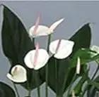 Anthurium Orange Blue Flower Seeds for Planting NON GMO Seeds Dhara Seeds
