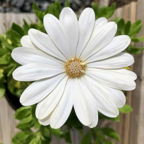 White Osteospermum Flower - Heirloom, Non - Gmo Seeds