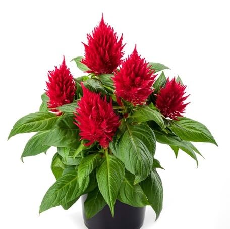 Red Celosia Flower - Heirloom, Non - Gmo Seeds