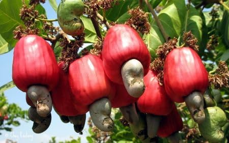Red Cashew Fruit - Heirloom, Non - Gmo Seeds