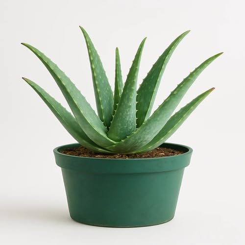 Green Aloevera - Heirloom, Non - Gmo Seeds