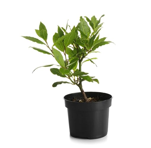 Green Bay Leaf - Heirloom, Non - Gmo Seeds