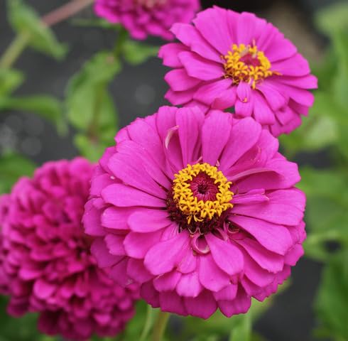 Pink Zinnia Flower - Heirloom, Non - Gmo Seeds