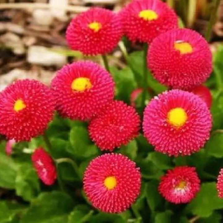 Red Bellis Flower Seeds for Planting - NON GMO Seeds Dhara Seeds