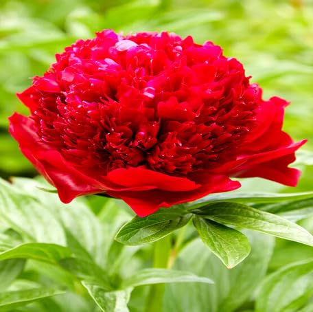 Red Peony Flower - Heirloom, Non - Gmo Seeds