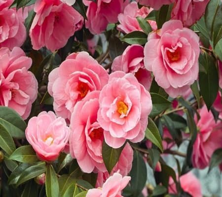 Camellia Flower