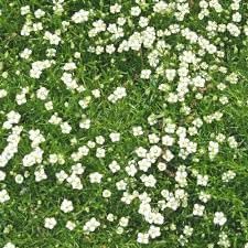 Sagina Subulata Flower Seeds for Planting – Organic, Heirloom, Non-GMO Ground Cover Seeds