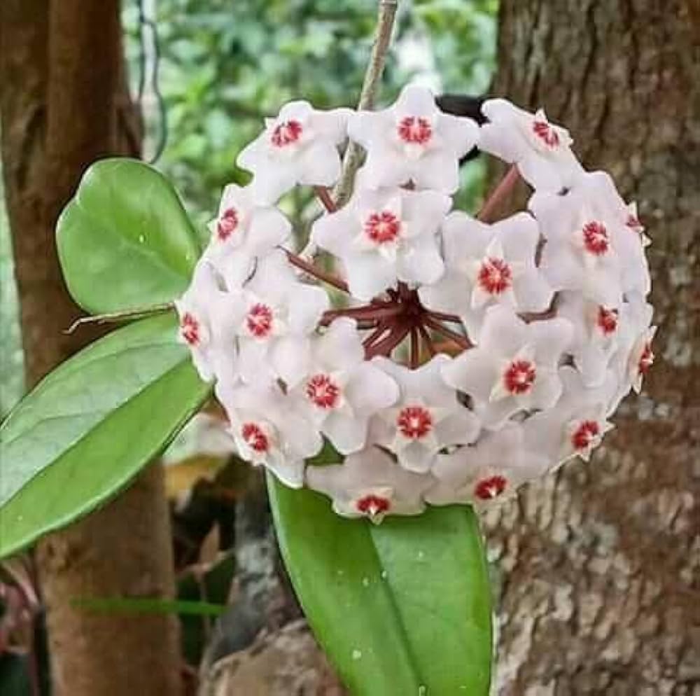 Hoya Orchid Seeds – Elegant Indoor Blooms for Gardens – Dharaseeds