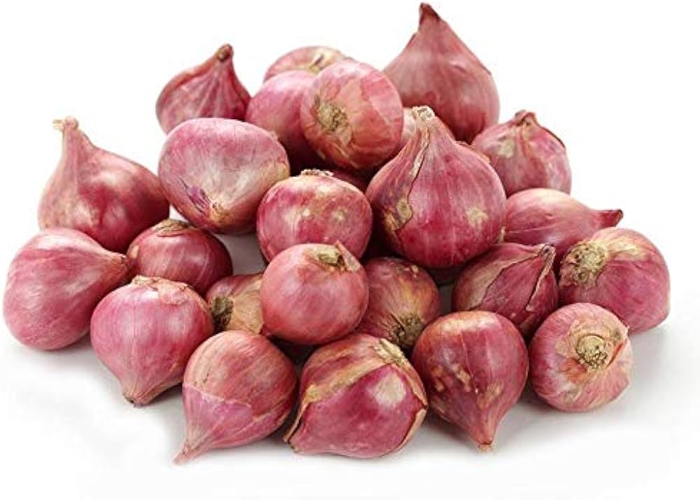 Spring Onion Shallot – Allium cepa – for planting in home garden