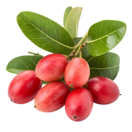 Red Carissa Carandas Fruit