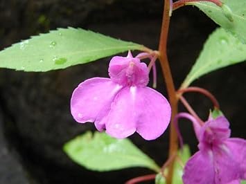 Heirloom Non-GMO Violet Balsamine Flower Seeds for Garden Planting – Colorful Annual Blooms for planting in your garden.