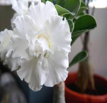 White Adenium Flower - Heirloom, Non - Gmo Seeds